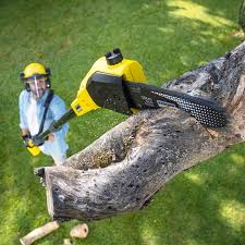 Fanning Springs, FL Tree Care Company