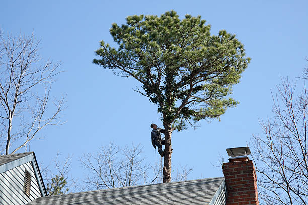 How Our Tree Care Process Works  in  Fanning Springs, FL